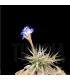 Tillandsia bergeri