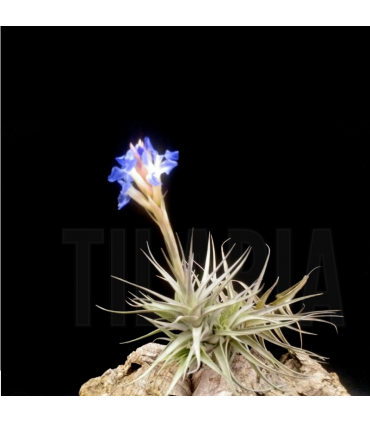 Tillandsia bergeri