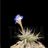 Tillandsia bergeri