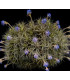 Tillandsia bergeri