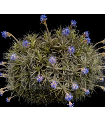 Tillandsia bergeri