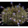 Tillandsia bergeri