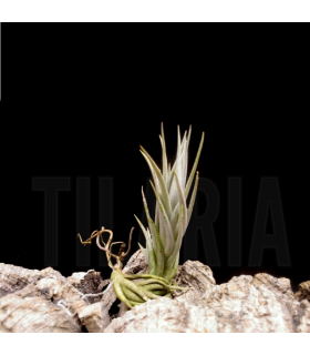 Tillandsia burle-marxii