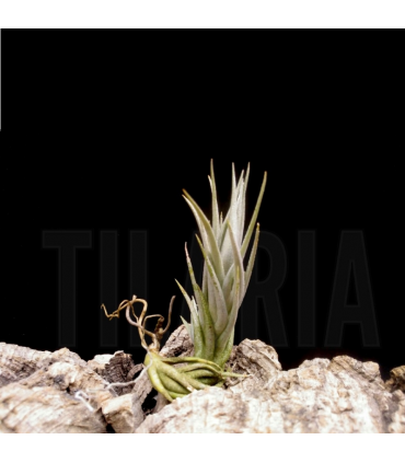 Tillandsia burle-marxii