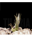 Tillandsia burle-marxii