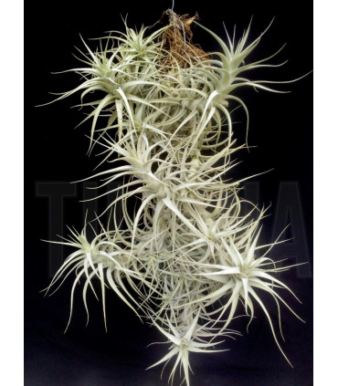 Tillandsia bergeri caulescent L