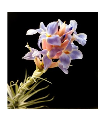 Tillandsia bergeri caulescent L