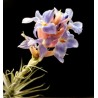Tillandsia bergeri caulescent L
