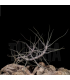 Tillandsia caerulea
