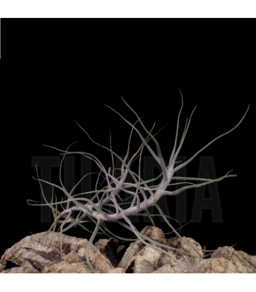 Tillandsia caerulea