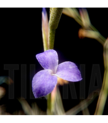 Tillandsia caerulea