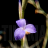 Tillandsia caerulea L