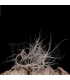 Tillandsia caerulea L