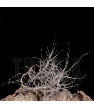Tillandsia caerulea L