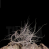 Tillandsia caerulea L
