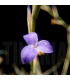 Tillandsia caerulea XL