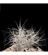 Tillandsia caerulea XL
