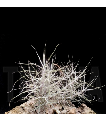 Tillandsia caerulea XL