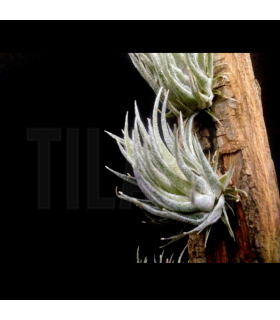 Tillandsia sprengeliana