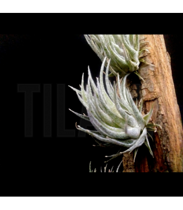 Tillandsia sprengeliana