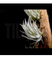 Tillandsia sprengeliana