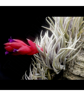 Tillandsia sprengeliana
