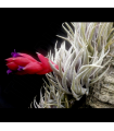Tillandsia sprengeliana