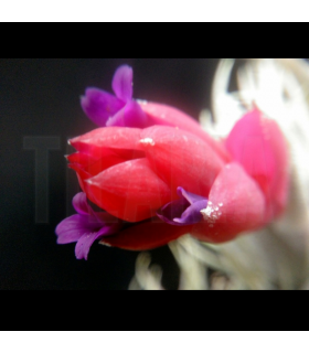 Tillandsia sprengeliana