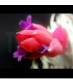 Tillandsia sprengeliana