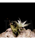 Tillandsia edithae