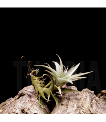 Tillandsia edithae