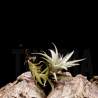 Tillandsia edithae