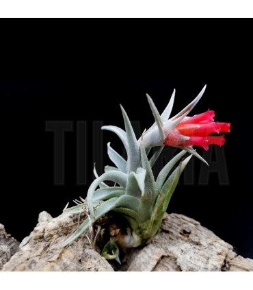 Tillandsia edithae