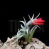 Tillandsia edithae