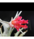 Tillandsia edithae