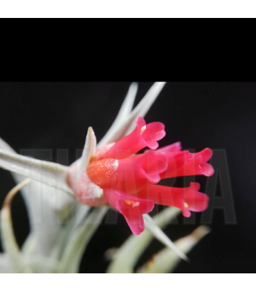 Tillandsia edithae