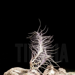Tillandsia capillaris f. hyeronimii (syn. dependens)