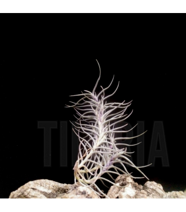 Tillandsia capillaris f. hyeronimii (syn. dependens)