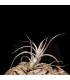 Tillandsia elizabethae