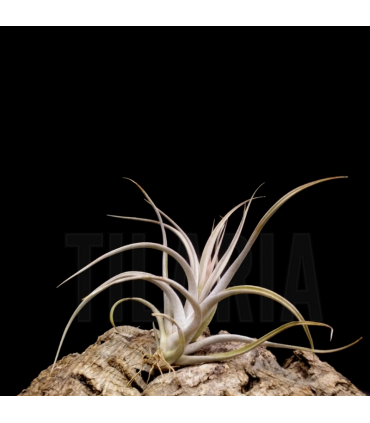 Tillandsia elizabethae
