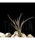 Tillandsia erici S