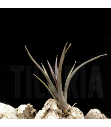 Tillandsia erici S