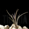 Tillandsia erici S