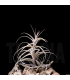 Tillandsia incarnata