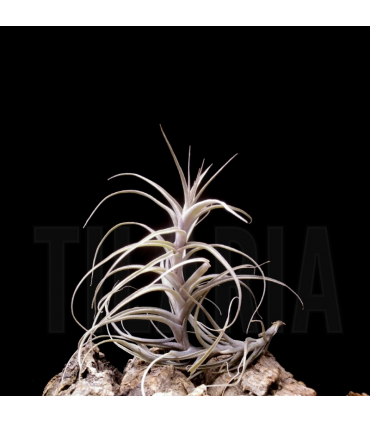 Tillandsia incarnata