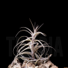 Tillandsia incarnata