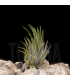 Tillandsia ionantha 'peanut'