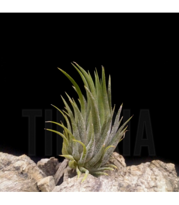 Tillandsia ionantha 'peanut'