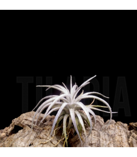 Tillandsia mauryana S