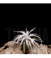 Tillandsia mauryana S